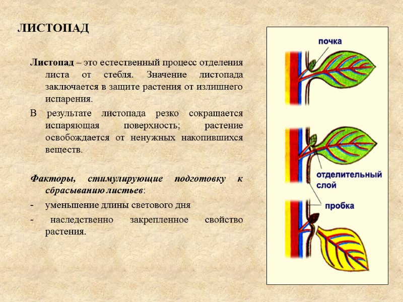ЛИСТОПАД Листопад – это естественный процесс отделения листа от стебля. Значение листопада заключается в